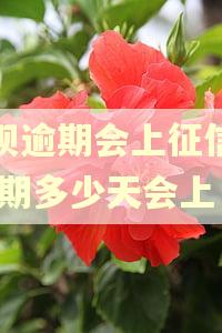 花呗逾期会上征信吗,逾期多少天会上