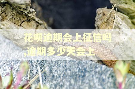 花呗逾期会上征信吗,逾期多少天会上