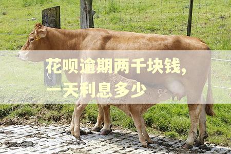 花呗逾期两千块钱,一天利息多少 花呗逾期两千块钱,一天利息多少