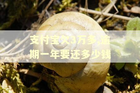 支付宝欠3万多,逾期一年要还多少钱