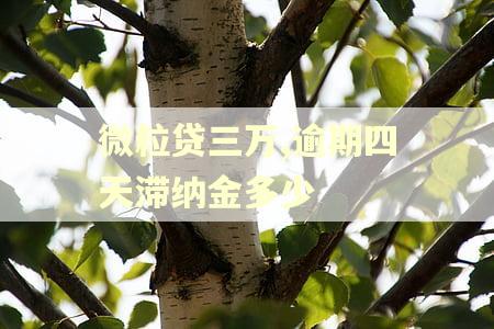 微粒贷三万,逾期四天滞纳金多少