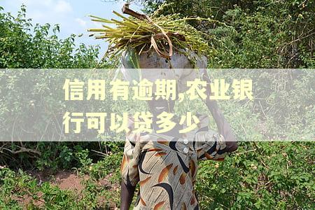 信用有逾期,农业银行可以贷多少
