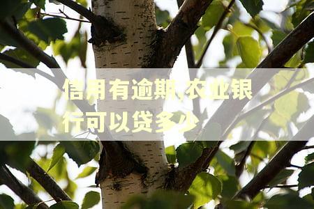 信用有逾期,农业银行可以贷多少