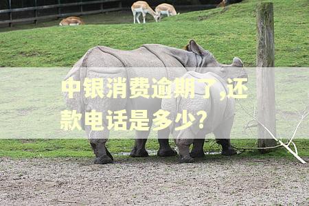 中银消费逾期了,还款电话是多少?