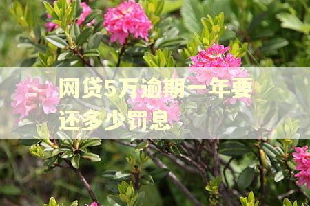 网贷5万逾期一年要还多少罚息