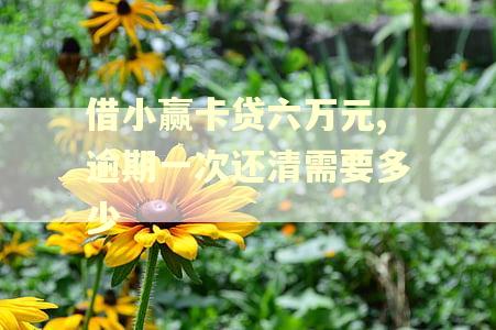 借小赢卡贷六万元,逾期一次还清需要多少