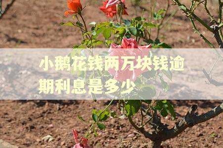 小鹅花钱两万块钱逾期利息是多少