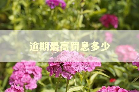 逾期最高罚息多少