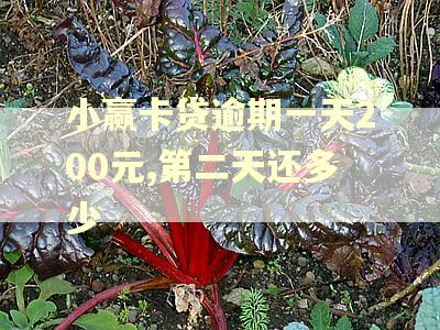 小赢卡贷逾期一天200元,第二天还多少