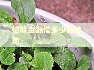 招联金融借多少钱逾期