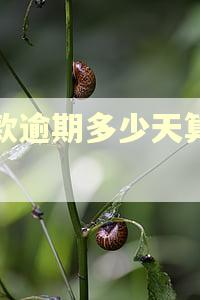 贷款逾期多少天算损失