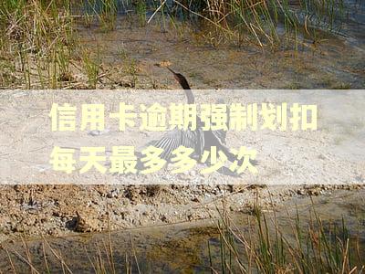 信用卡逾期强制划扣每天最多多少次