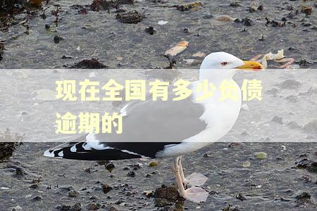 现在全国有多少负债逾期的