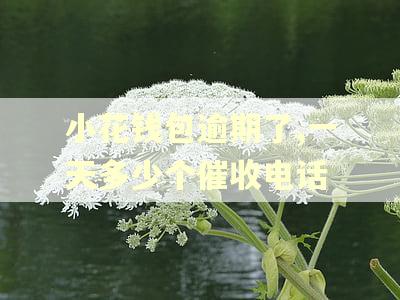 小花钱包逾期了,一天多少个催收电话