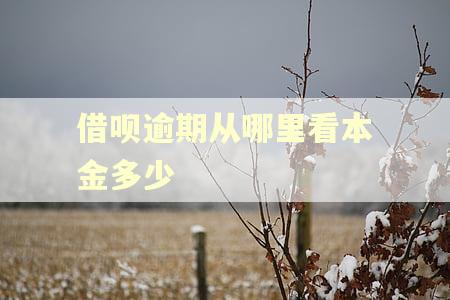 借呗逾期从哪里看本金多少