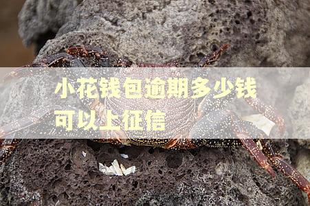 小花钱包逾期多少钱可以上征信