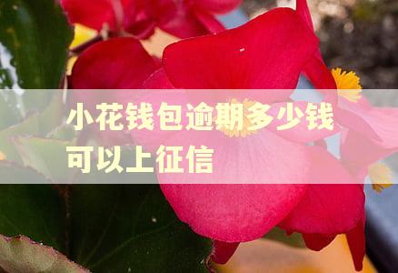 小花钱包逾期多少钱可以上征信 小花钱包逾期多少钱可以上征信
