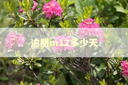 逾期m12多少天