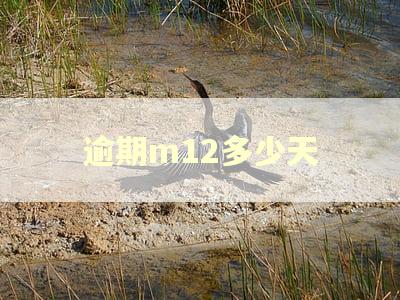 逾期m12多少天
