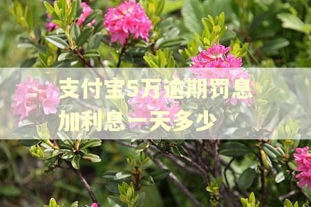 支付宝5万逾期罚息加利息一天多少