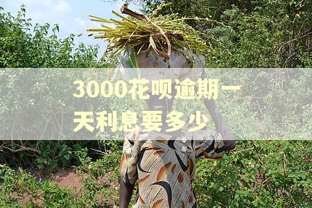 3000花呗逾期一天利息要多少