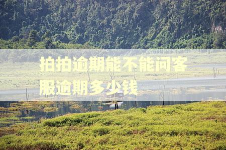 拍拍逾期能不能问客服逾期多少钱