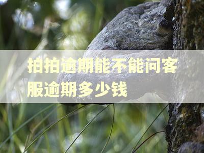拍拍逾期能不能问客服逾期多少钱 拍拍逾期能不能问客服逾期多少钱