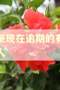 花呗现在逾期的有多少人
