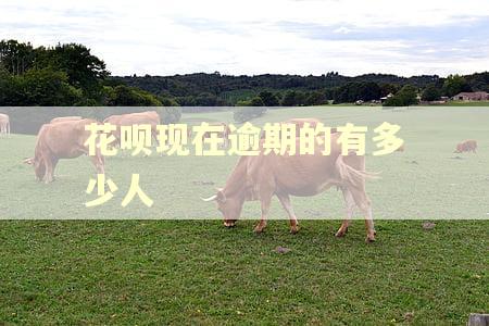 花呗现在逾期的有多少人
