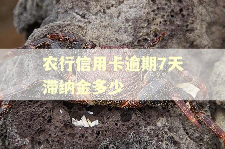 农行信用卡逾期7天滞纳金多少