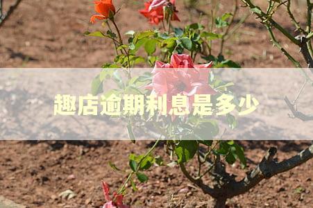 趣店逾期利息是多少