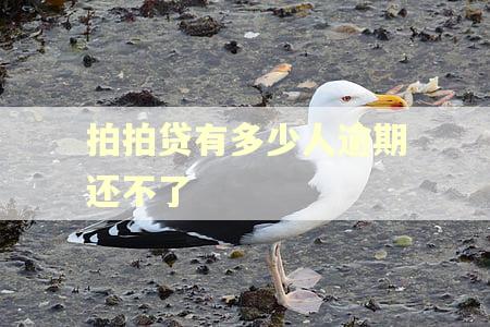 拍拍贷有多少人逾期还不了