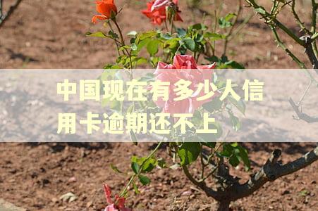 中国现在有多少人信用卡逾期还不上