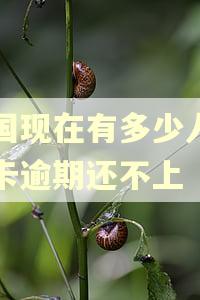 中国现在有多少人信用卡逾期还不上 中国现在有多少人信用卡逾期还不上