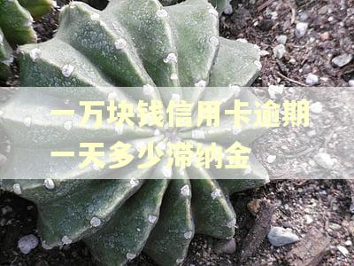 一万块钱信用卡逾期一天多少滞纳金