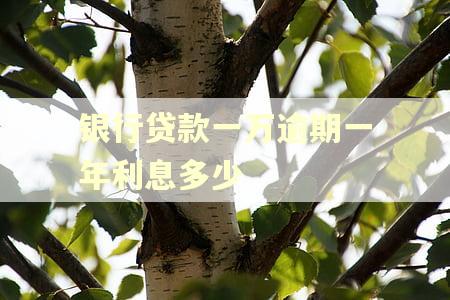 银行贷款一万逾期一年利息多少