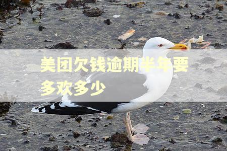 美团欠钱逾期半年要多欢多少