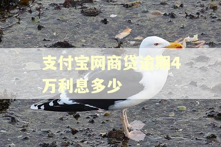支付宝网商贷逾期4万利息多少