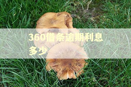 360借条逾期利息多少
