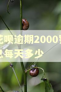 花呗逾期2000罚息每天多少
