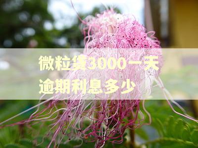 微粒贷3000一天逾期利息多少