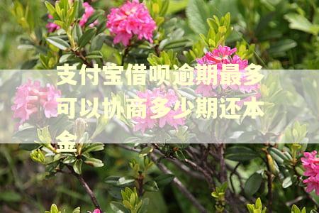 支付宝借呗逾期最多可以协商多少期还本金