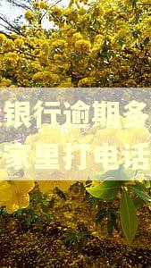 建设银行逾期多少天会给家里打电话
