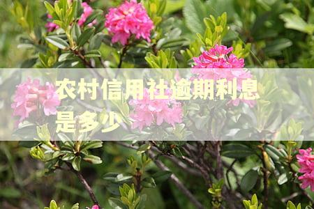 农村信用社逾期利息是多少