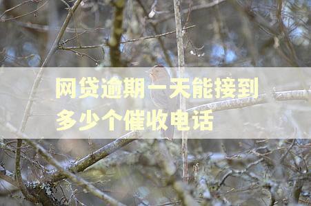 网贷逾期一天能接到多少个催收电话
