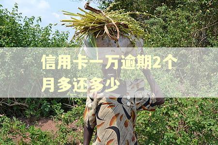信用卡一万逾期2个月多还多少