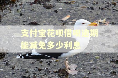 支付宝花呗借呗逾期能减免多少利息 支付宝花呗借呗逾期能减免多少利息