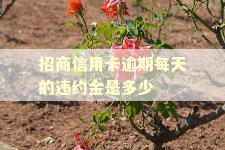 招商信用卡逾期每天的违约金是多少