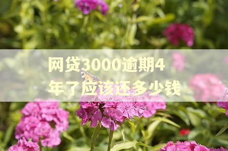 网贷3000逾期4年了应该还多少钱