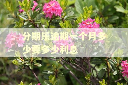 分期乐逾期一个月多少要多少利息 分期乐逾期一个月多少要多少利息